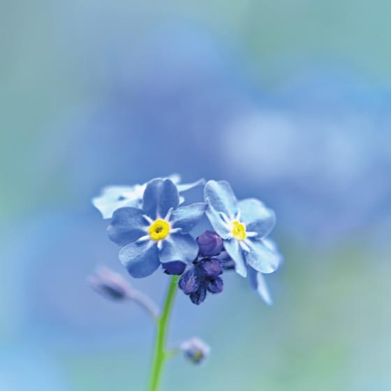 a singular Forget me not