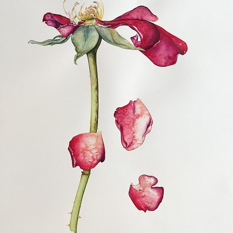 Petals falling off a rose.