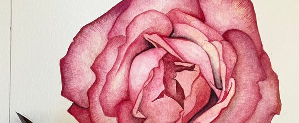 Painting of a pink rose.