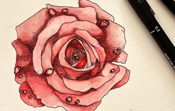 Pink rose painted with water colour.