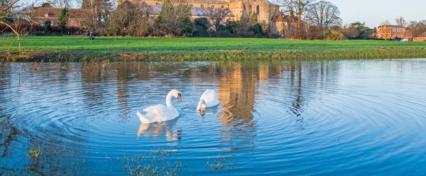 Tewkesbury Abbey with swans on water in the foreground.